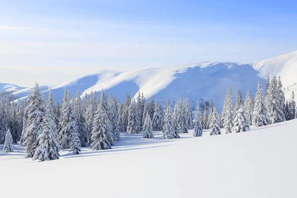 Paisaje bosque de invierno en frío día soleado. Abeto cubierto de nieve blanca. Fondo de pantalla fondo nevado. Lugar de ubicación Cárpatos, Ucrania, Europa . —  Fotos de Stock