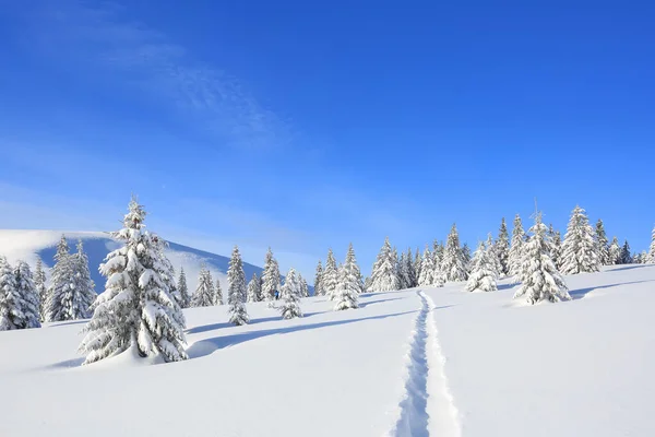 Paisaje majestuoso en la fría mañana de invierno. El camino ancho. Bosque de Navidad. Fondo de pantalla. Ubicación lugar los Cárpatos Montañas, Ucrania, Europa . — Foto de Stock