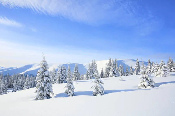 Majestuoso paisaje invernal. En el césped cubierto de nieve, los abetos están de pie vertidos con copos de nieve en un día helado. Hermoso paisaje de altas montañas y bosques. Fondo de pantalla . — Foto de Stock