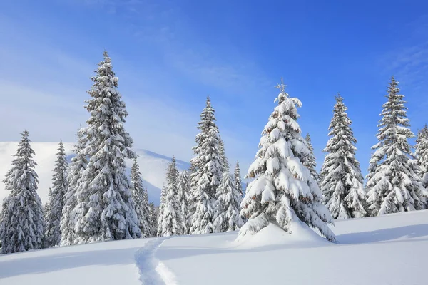Paesaggio maestoso nella fredda mattina d'inverno. L'ampio sentiero. Foresta di Natale. sfondo carta da parati. Localizzazione posto i Carpazi, Ucraina, Europa . — Foto Stock