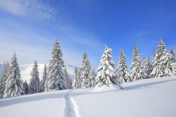 寒冷的冬日早晨,美丽的风景. 宽阔的小径 圣诞森林。 墙纸背景。 地点：喀尔巴阡山脉，乌克兰，欧洲. — 图库照片