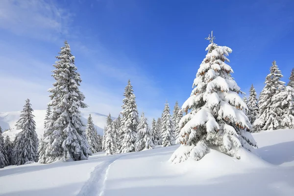 Paysage majestueux dans la froide matinée d'hiver. Le large sentier. Forêt de Noël. Fond d'écran. Lieu de localisation les Carpates, Ukraine, Europe . — Photo