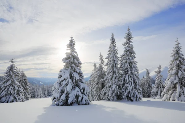 Majestic winter scenery. On the lawn covered with snow the spruce trees are standing poured with snowflakes in frosty day. Beautiful landscape of high mountains and forests. Wallpaper background. — Stock Photo, Image