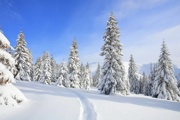 Beautiful mountain scenery. Winter landscape with trees in the snowdrifts, the lawn covered by snow with the foot path. New Year and Christmas concept with snowy background. Location place Carpathian. — Stock Photo, Image