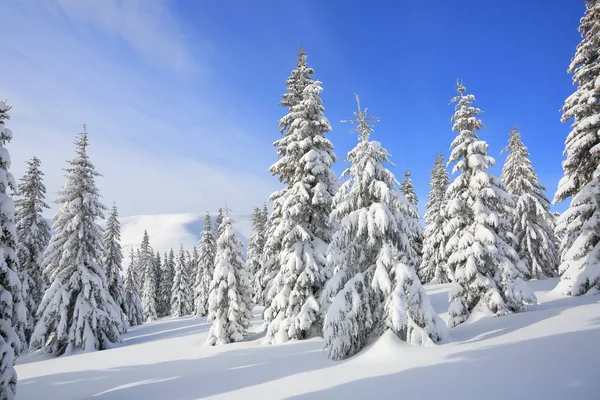 Majestuoso paisaje invernal. En el césped cubierto de nieve, los abetos están de pie vertidos con copos de nieve en un día helado. Hermoso paisaje de altas montañas y bosques. Fondo de pantalla . —  Fotos de Stock