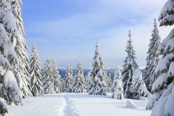 아름다운 산악 풍경. 눈이 내리는 곳에 나무들이 깔려 있는 겨울 풍경, 발로 걷는 길 이 눈으로 덮여 있는 잔디. 새해와 크리스마스 컨셉트는 눈덮인 배경을 가지고 있습니다. 카르파티아의 위치. — 스톡 사진