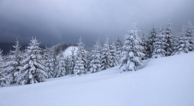 Soğuk kış sabahı. Çimlerden, kar yığınları arasında donmuş ağaçlarla kaplı panoramik bir manzara, kar beyazı zirveleri olan yüksek bir dağ. Konum: Carpathian, Ukrayna, Avrupa.