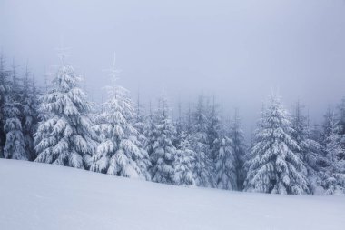 Soğuk, sisli bir kış sabahında güzel bir manzara. Kar beyazı tepeleri olan yüksek bir dağ. İnanılmaz karlı orman. Duvar kağıdı arka planı. Konum: Carpathian, Ukrayna, Avrupa.