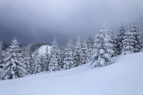 Прекрасный пейзаж холодным зимним туманным утром. Высокая гора с белоснежными вершинами. Удивительный снежный лес. Обои фон. Место нахождения Carpathian, Ukraine, Europe . — стоковое фото