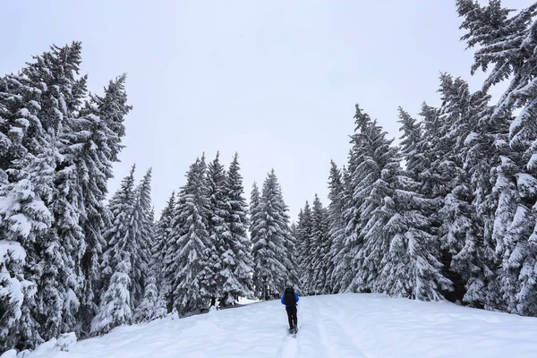Majestatyczny krajobraz w mroźny zimowy poranek. Szeroki szlak. Świąteczny las. Tapeta w tle. Lokalizacja miejsce Karpaty, Ukraina, Europa. — Zdjęcie stockowe