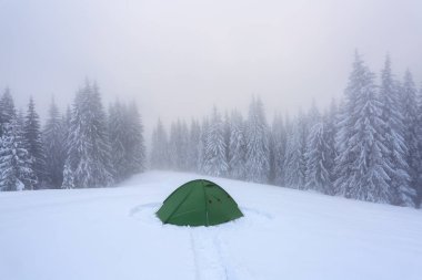 Soğuk kış günü. Karlı çimlerin üzerinde yeşil çadır duruyor. Yüksek ladin ağaçları. Turistik kamp yeri. Dağ manzarası. Karla kaplı muhteşem bir orman. Konum Karpatça, Ukrayna, Avrupa.