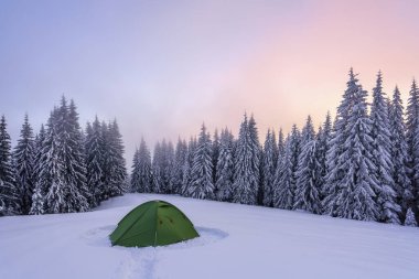 Görkemli kış manzarası. Harika bir gün doğumu. Karla kaplı çimenlikte güzel ağaçlar soğuk bir günde kar taneleriyle dolup taşıyor. Karlı orman. Duvar kağıdı arkaplanı.