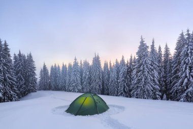 Görkemli kış manzarası. Harika bir gün doğumu. Karla kaplı çimenlikte güzel ağaçlar soğuk bir günde kar taneleriyle dolup taşıyor. Karlı orman. Duvar kağıdı arkaplanı.