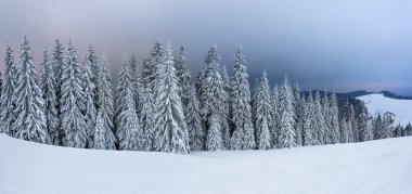 Soğuk kış sabahı. Çimlerden, kar yığınları arasında donmuş ağaçlarla kaplı panoramik bir manzara, kar beyazı zirveleri olan yüksek bir dağ. Konum: Carpathian, Ukrayna, Avrupa.