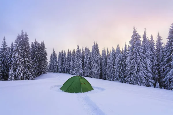 Majestic winter scenery. Fantastic sunrise. On the lawn covered with snow the nice trees are standing poured with snowflakes in frosty day. Snowy forest. Wallpaper background. — Stock Photo, Image