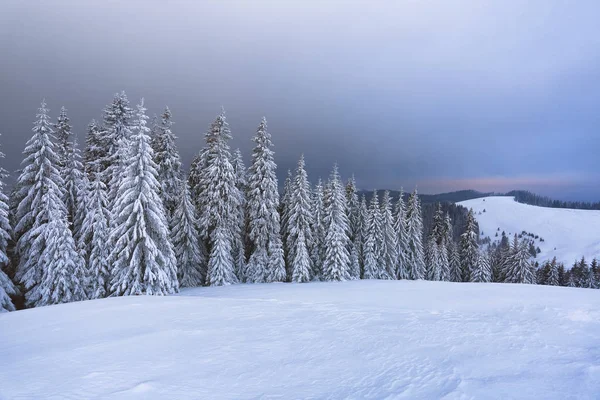 山水,雪地的森林,美丽的日出. 壮观的冬季风景. 戏剧化的天空 梅朵被雪覆盖着。 墙纸背景。 地点：Carpathian, Ukraine, Europe. — 图库照片