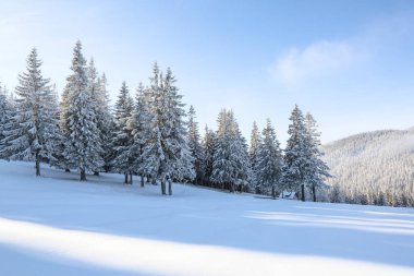 Soğuk güneşli bir günde kış manzarası. Beyaz karla kaplı çimenler. Yüksek dağların, ormanın ve mavi gökyüzünün manzarası. Duvar kâğıdı karlı arka plan. Konum: Carpathian, Ukrayna, Avrupa.