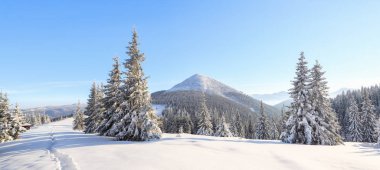 Kış manzarası. Dağlarda, çayırlarda, karla kaplı ağaçlarla ve mavi gökyüzüyle muhteşem bir manzara var. Mekan Karpatlar, Ukrayna, Avrupa. Duvar kağıdı arkaplanı.
