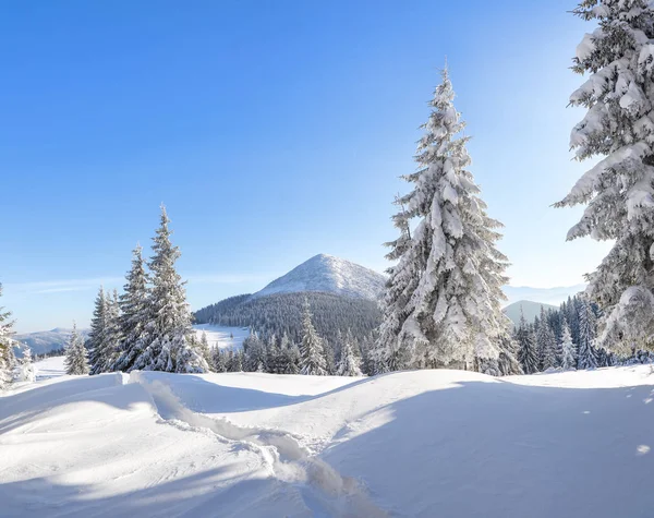Winter forest. Landscape of high mountains. Trail leading to the trees covered with white snow. Wallpaper background. Location place Carpathian, Ukraine, Europe.