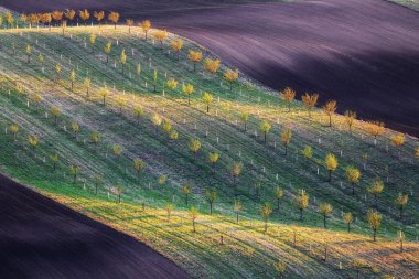 Waley, yeşil çimlerle tarımsal alandaki ışık ve gölgelerle ilgili ilginç bir aydınlanmadır. Güney Moravya Bölgesi Çek Cumhuriyeti. Bahar manzarası.