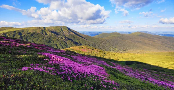 Vue Panoramique Sur Pelouse Avec Des Fleurs Rhododendron Paysages Montagneux — Photo
