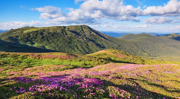 Widok Panoramiczny Trawnik Kwiatami Rododendronu Krajobrazy Górskie Lokalizacja Karpaty Ukraina — Zdjęcie stockowe