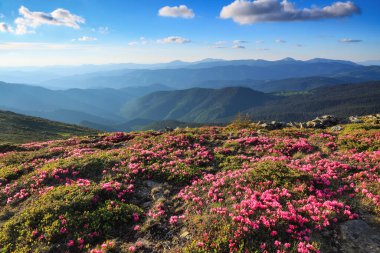 Yaz manzarası. Pembe rhododendronlarla kaplı çimlerden, güneşli bir günde, yüksek dağlara, vadiye, mavi gökyüzüne resim manzarası açılır. Konum Karpat Dağı, Ukrayna, Avrupa.