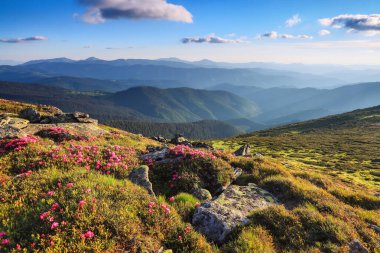 Pembe rhododendron çiçekleri olan bir çimenlik. Güzel gökyüzü ve bulutları olan dağ manzarası. Güzel bir yaz günü. Konum Karpat Dağı, Ukrayna, Avrupa.