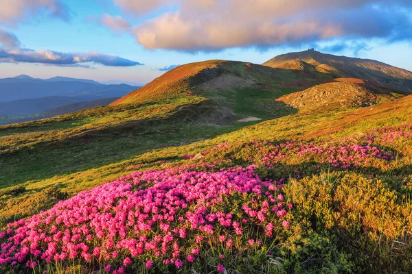 Césped Con Flores Rododendro Montañas Paisajes Camino Ancho Ubicación Montaña —  Fotos de Stock