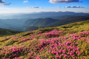 Yaz dağlarında muhteşem pembe rhododendronlar. Güneşli bir günde bulutlu mavi gökyüzü.