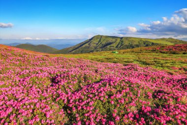 Dağlı yaz manzarası, çimenler ayak izli pembe rhododendron çiçekleriyle kaplıdır. Doğanın yeniden doğuşu kavramı. Duvar kağıdı arka planı. Konum: Carpathian, Ukrayna, Avrupa.