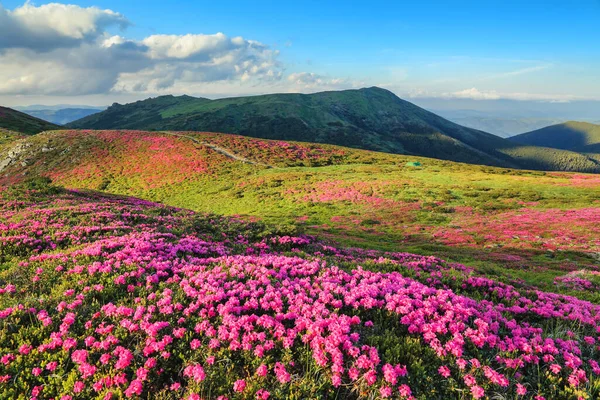 Sorprendente Día Verano Paisaje Montañoso Los Céspedes Están Cubiertos Por —  Fotos de Stock