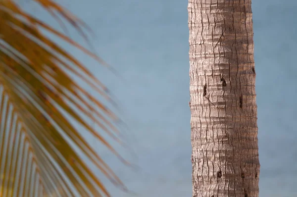 Palmiye ağaç gövdesi ve şube