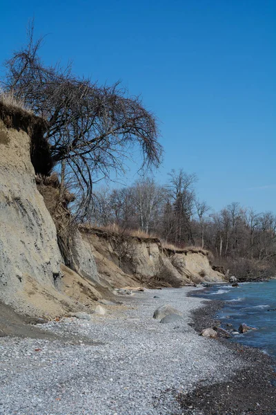 Ağaçlar Toprak Ontario Gölü Nün Dalgaları Tarafından Aşındıktan Sonra Bir — Stok fotoğraf