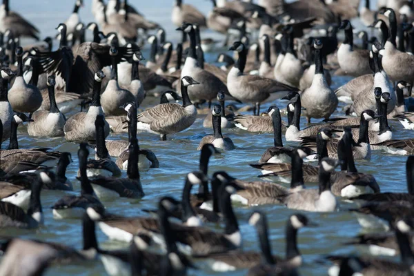 Grupo Gansos Canadá Uma Lagoa — Fotografia de Stock