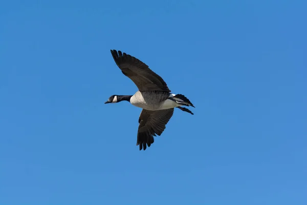 Lone Canada Goose Vliegen Door Een Blauwe Hemel — Stockfoto