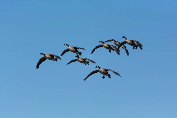 池に向かって降りるカナダのガチョウのグループ — ストック写真