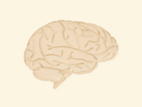 Cerebro humano — Foto de Stock