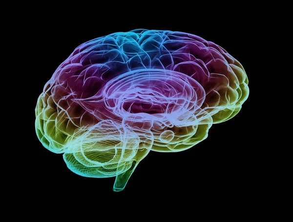 Cervello Umano Multi Colore Isolato Sfondo Nero — Foto Stock