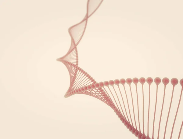 DNA model double helix 3d model