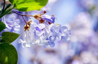 Bahar Paulownia çiçek çiçek