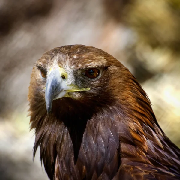 Степовий орел портрет — стокове фото