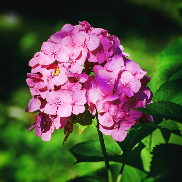 Ortensia Fiore Rosa — Foto Stock