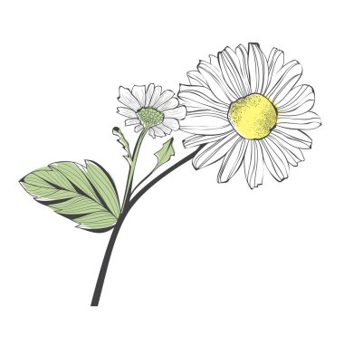 Papatya çiçek şube