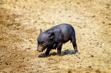 Küçük siyah domuz