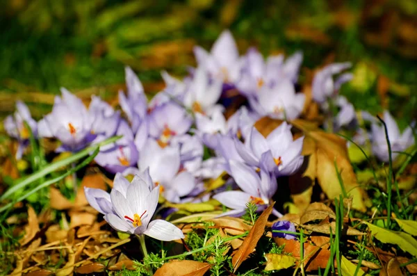 Crocus Flower at Sunny Day — Stock Photo, Image