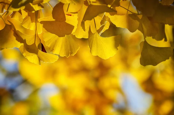 Feuilles d'arbre de biloba de Ginkgo d'automne doré — Photo