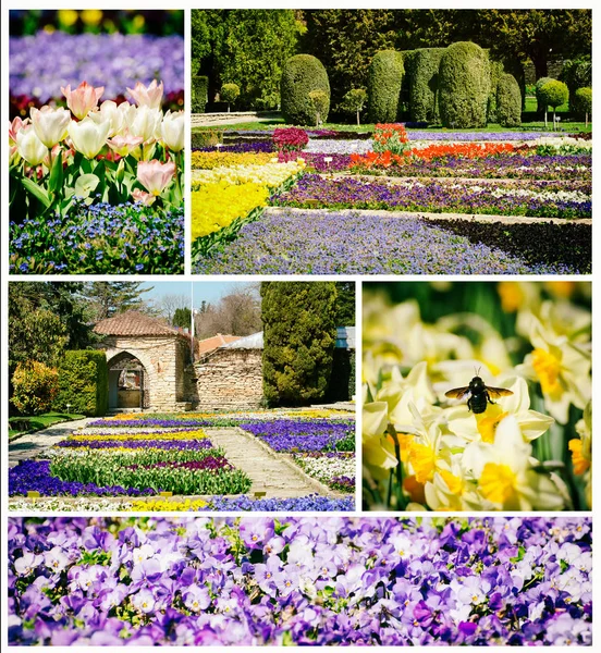 Jarní nebo letní květiny — Stock fotografie