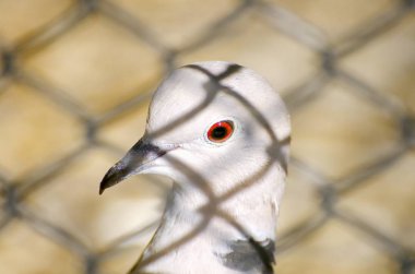 Güvercin arkasında barlar