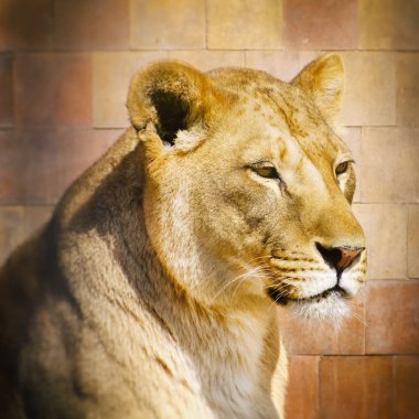 Tek aslan portre